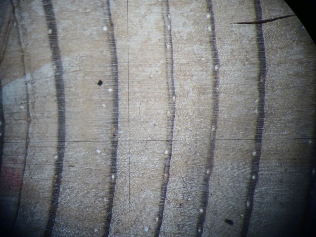 tree_view_microscope
